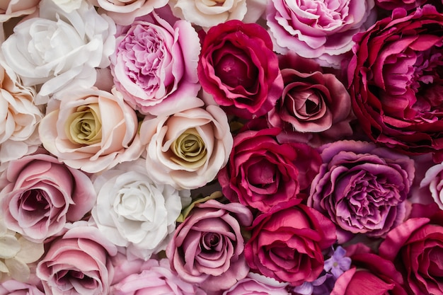 Beautiful pink red and white roses Free Photo