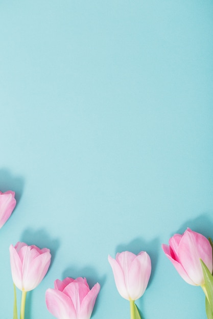 青色の背景に美しいピンクのチューリップ プレミアム写真