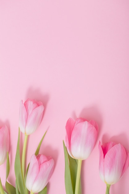 ピンクの背景に美しいピンクのチューリップ プレミアム写真