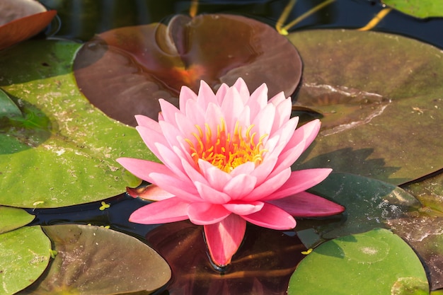 Premium Photo | Beautiful pink waterlily floating in a pond.