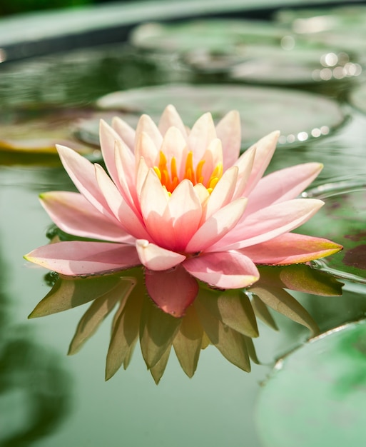 Premium Photo | Beautiful pink waterlily or lotus flower in pond