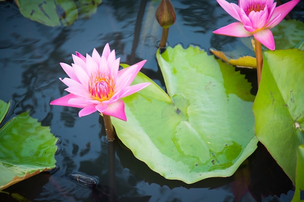 Premium Photo | Beautiful pink waterlily or lotus flower