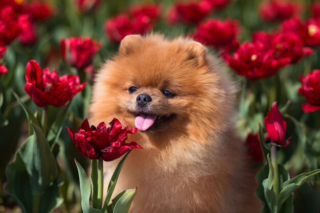 Premium Photo | Beautiful pomeranian dog in a park