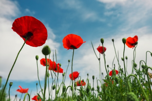 Premium Photo | Beautiful poppies against the blue sky