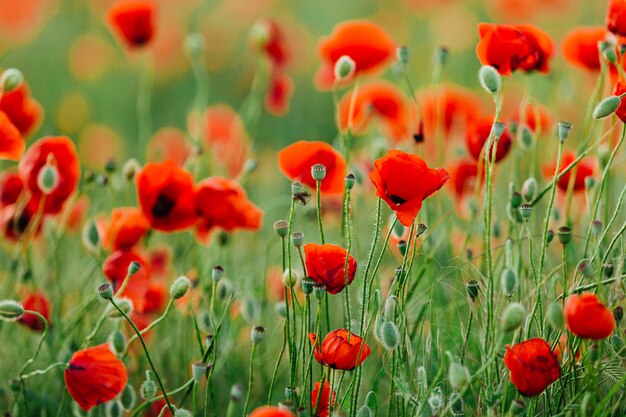 Premium Photo | Beautiful poppy field in the summer