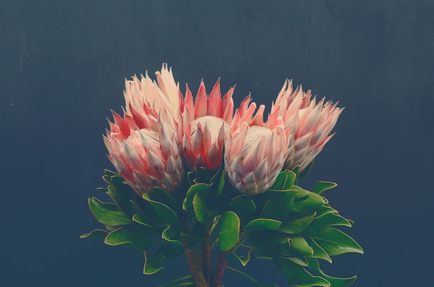 Premium Photo | Beautiful protea flower for background