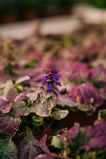 ピンクと緑の葉を持つ美しい紫色の開花植物 無料の写真