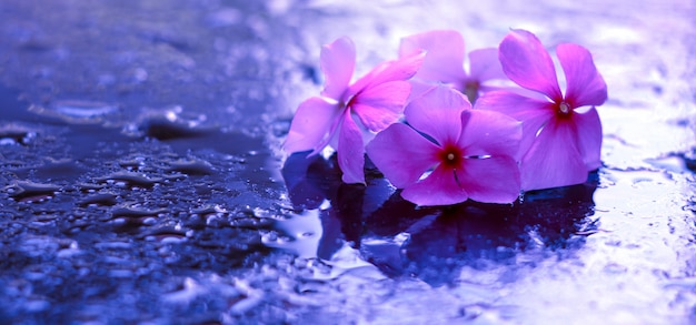 Premium Photo Beautiful Purple Flowers And Water Drops Natural Concepts Wallpaper