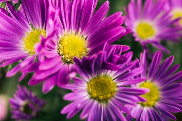 Beautiful purple flowers | Free Photo