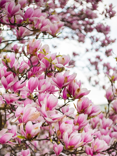 Premium Photo | Beautiful purple magnolia flowers in the spring season ...