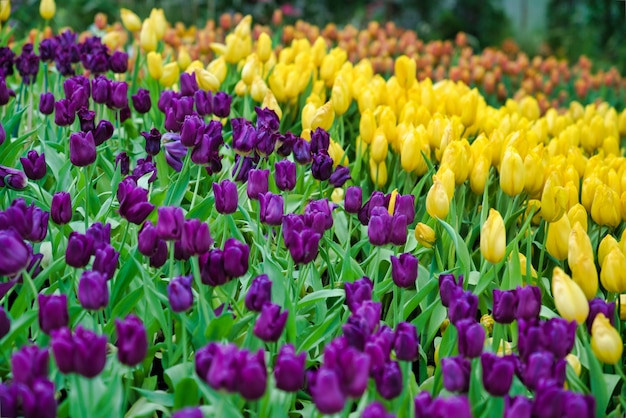 Premium Photo | Beautiful purple and yellow tulip flower. blooming