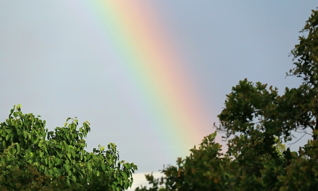 Premium Photo | Beautiful rainbow over the tree tops in the afternoon ...