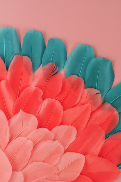 coral colored feathers