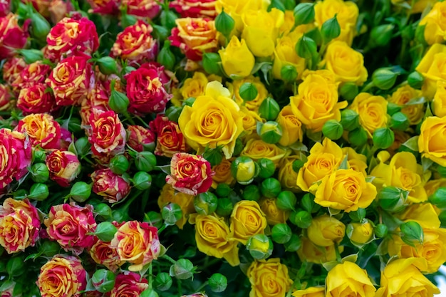 Красные Желтые Розы Фото