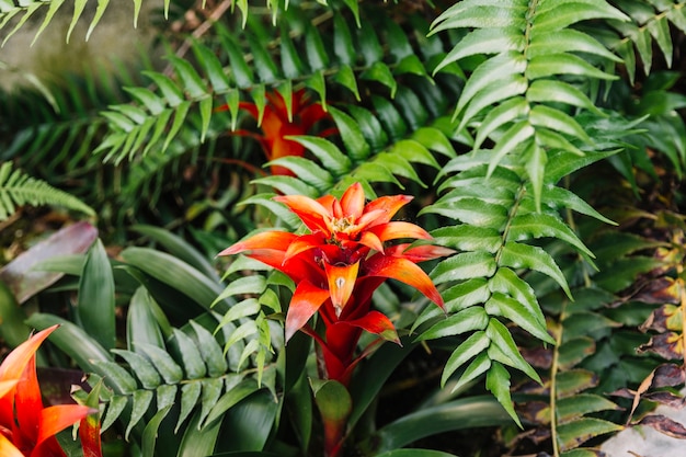 pint Blossom Barcelona Free Photo | Beautiful red bromeliad in nature