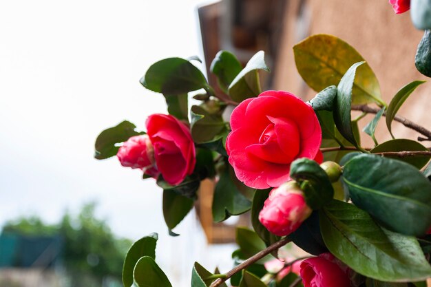 Premium Photo | A beautiful red camellia japonica, scientific name is