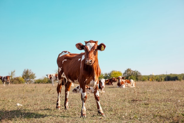 Premium Photo Beautiful Red Cow Grazing In The Meadow