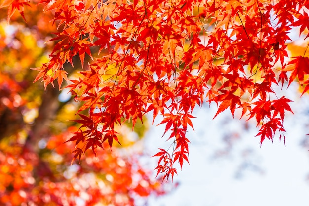 Free Photo | Beautiful red and green maple leaf on tree