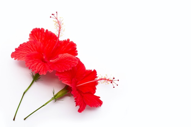 Premium Photo | Beautiful red hibiscus flower in full bloom on white