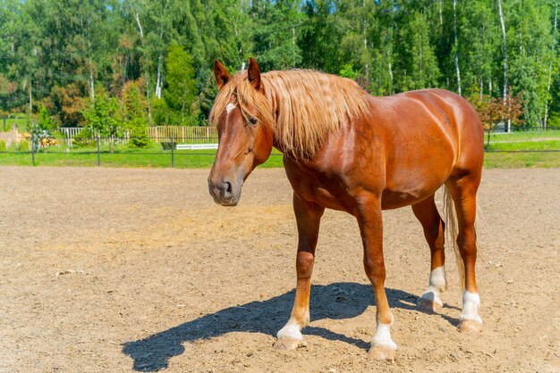 Premium Photo A Beautiful Red Horse The Wavy Thick Mane Of A Horse