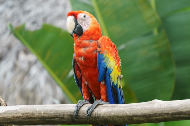 Premium Photo | Beautiful red parrot in nature