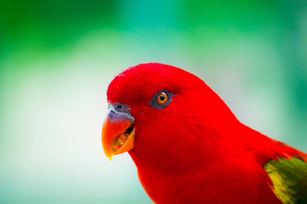 Premium Photo | Beautiful red parrot or red parakeet isolated on green ...