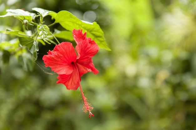 無料の写真 緑の葉と美しい赤い花びらを持つ中国のハイビスカスの花