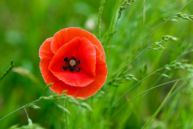 Premium Photo | Beautiful red poppy on the grass