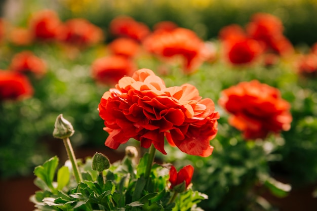 日光の下で美しい赤いラナンキュラスの花 無料の写真