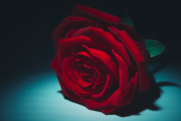 Premium Photo Beautiful Red Rose To Celebrate A Love