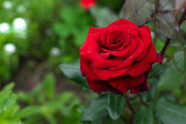 Premium Photo | Beautiful red rose in a garden