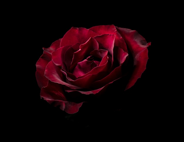暗闇の中で美しい赤いバラ 暗い不機嫌そうな花の自然な背景 プレミアム写真