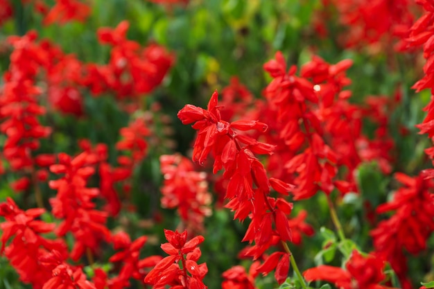 公園で屋外の美しい赤いサルビアの花 プレミアム写真