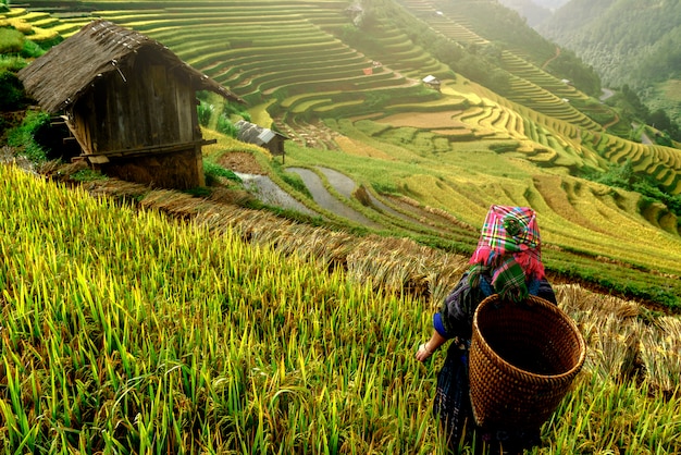 Premium Photo | Beautiful rice terraces, in mu cang chai ,yenbai, vietnam.