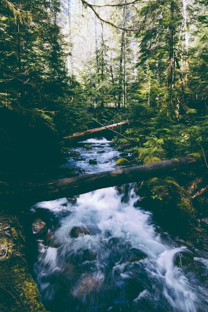 Free Photo | Beautiful river with a strong current in the woods