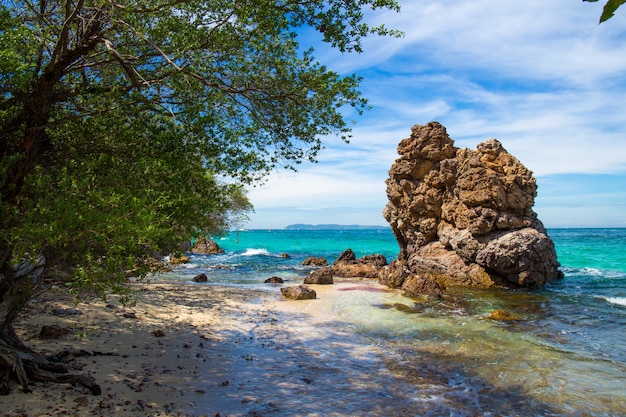 海の木がある美しい岩場のビーチ プレミアム写真