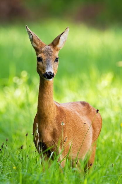 Premium Photo Beautiful Roe Deer Doe Standing On Meadow In The Summer