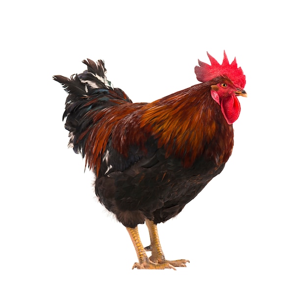 Premium Photo | Beautiful rooster isolated on white