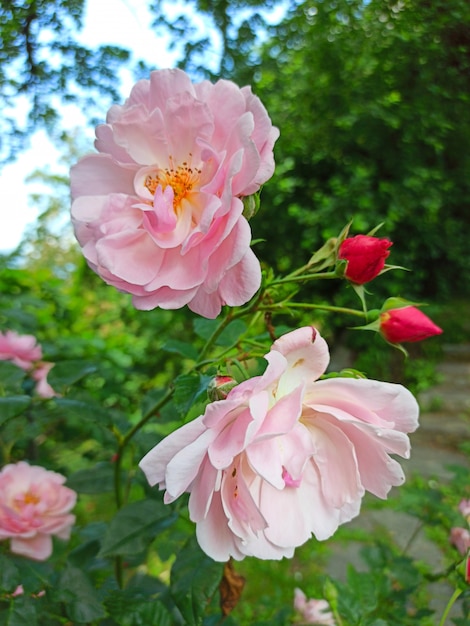 Premium Photo | Beautiful roses at the moment of greatest flowering