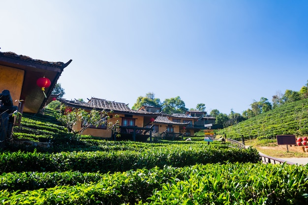 Premium Photo | Beautiful scenery chinese village among tea field, mae ...