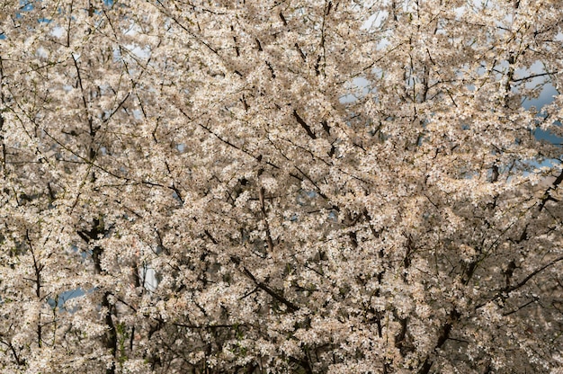 白い桜とたくさんの木々の美しい風景 無料の写真