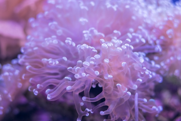 Premium Photo | Beautiful sea flower in underwater world with corals