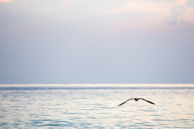 美しい海景 海のカモメ 海岸のカモメ プレミアム写真