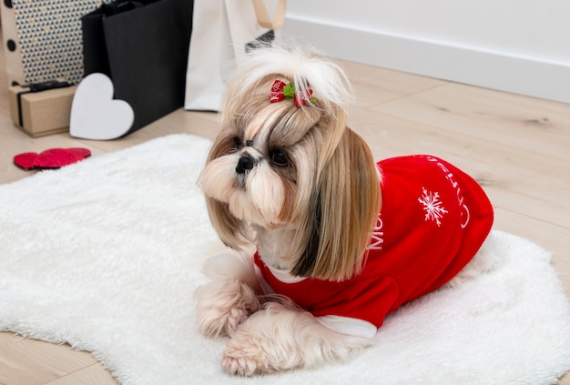 dog sweaters for shih tzus