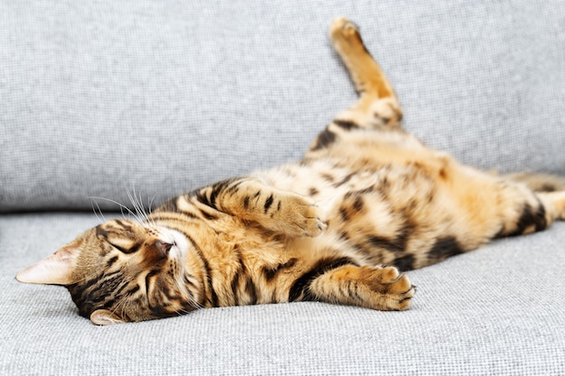 Premium Photo | Beautiful short-haired young cat sleeping belly up on ...