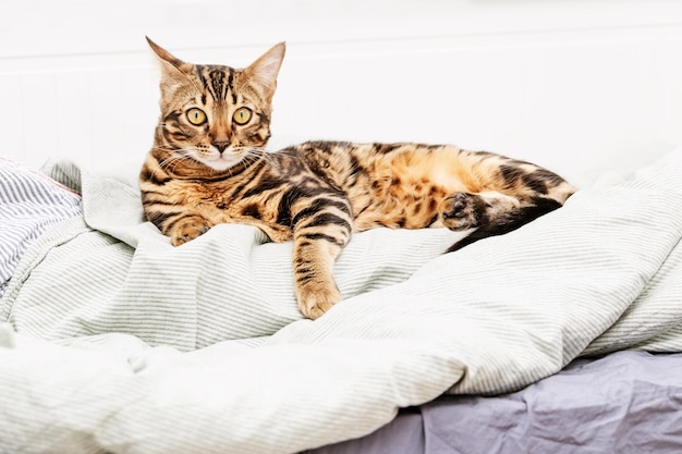 Premium Photo | Beautiful shorthaired young cat lying on bed at home ...