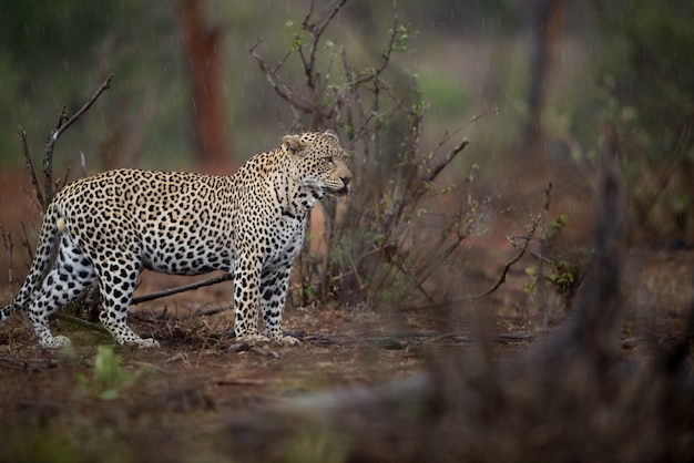 Free Photo | Beautiful shot of an african leopard hunting for prey with