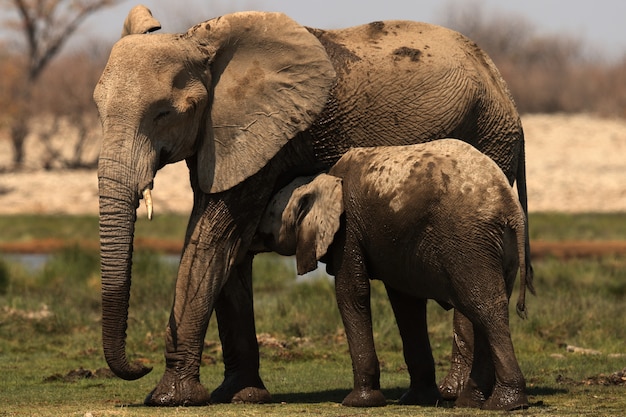 Free Photo Beautiful Shot Of A Baby Elephant Cuddling With Its Mother