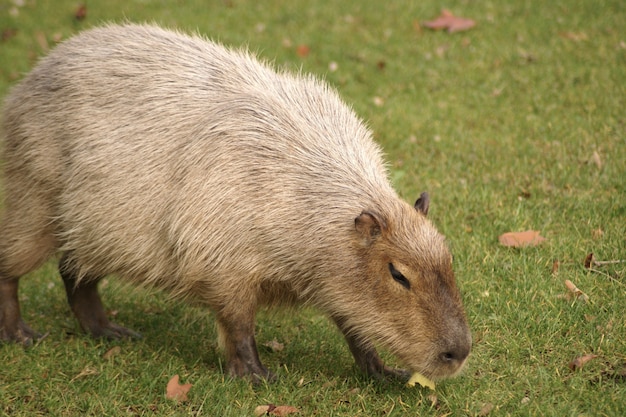 Free Photo | Beautiful shot of a capybara mammal walking on the grass ...