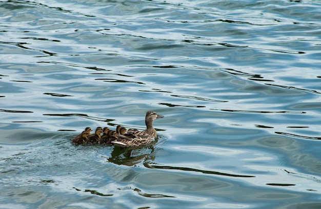 Premium Photo | Beautiful shot of a duck with its ducklings floating on ...